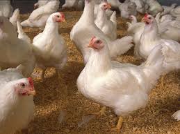 Agric Chickens